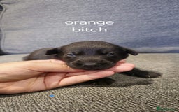 Labrador Retriever dogs for sale: Quality KC registered BLK Labrador Retriever Bitch - Image 8