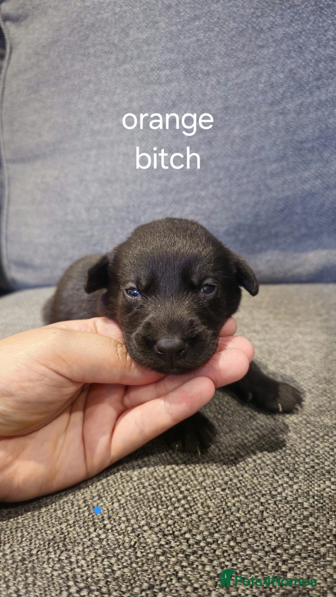Labrador Retriever dogs for sale: Quality KC registered BLK Labrador Retriever Bitch - Image 8