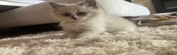 Ragdoll cats for sale: Male ragdoll kittens  - Advert 5