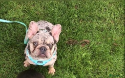 French Bulldog dogs for sale: Beautiful French bull dog boy  - Image 6