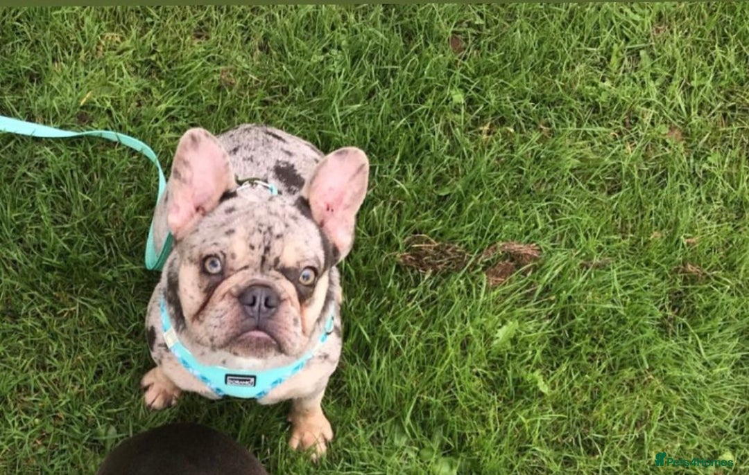 French Bulldog dogs for sale: Beautiful French bull dog boy  - Image 6