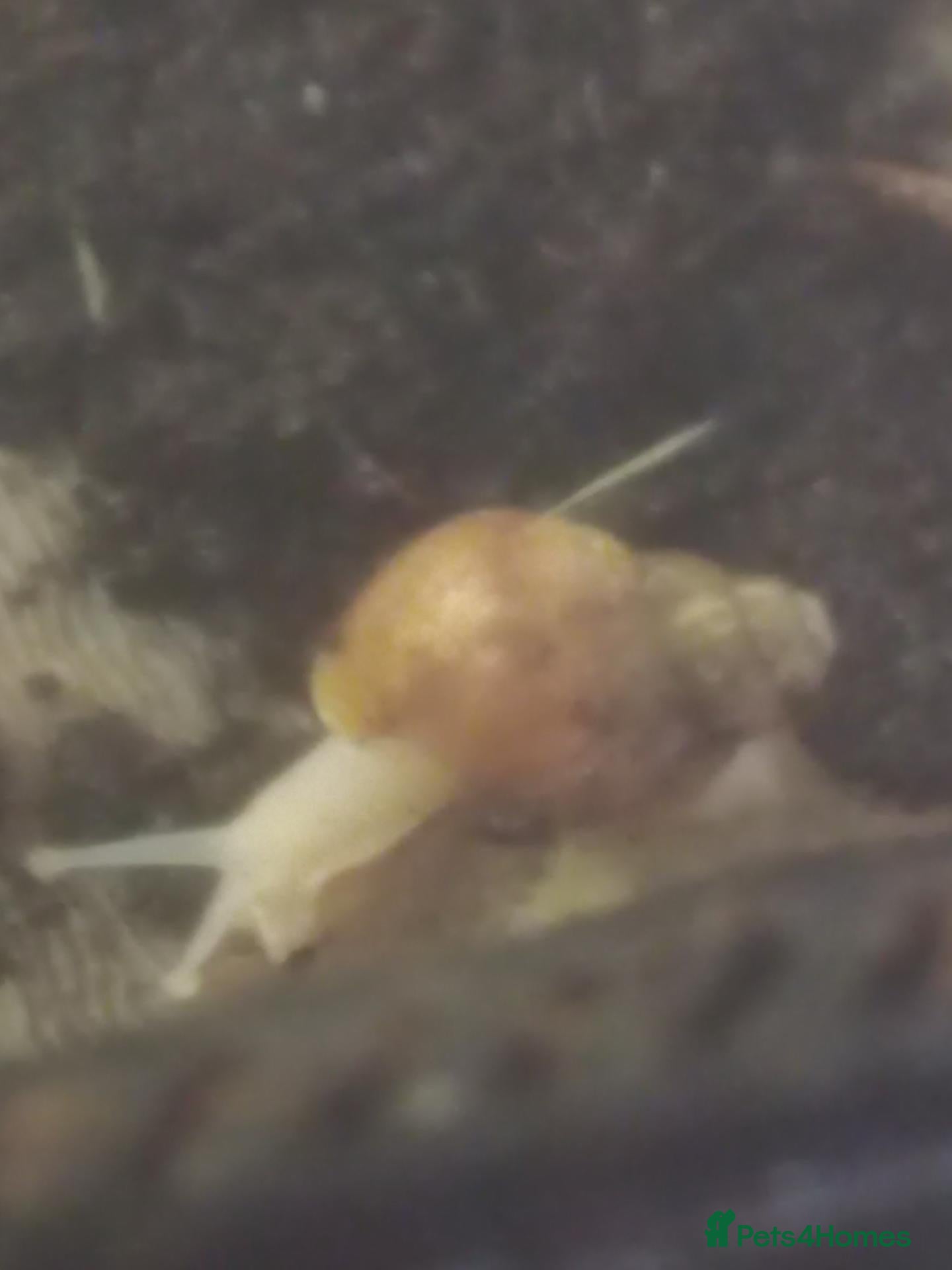Snails invertebrates Baby Fulica albino giant African land snails  - Advert 1