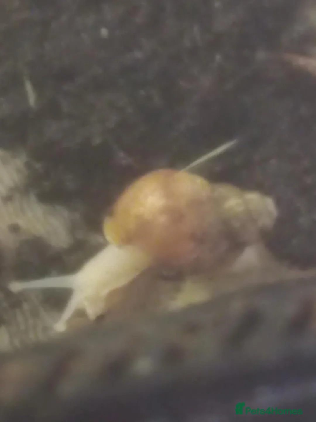 Snails invertebrates for sale: Baby Fulica albino giant African land snails  - Advert 1