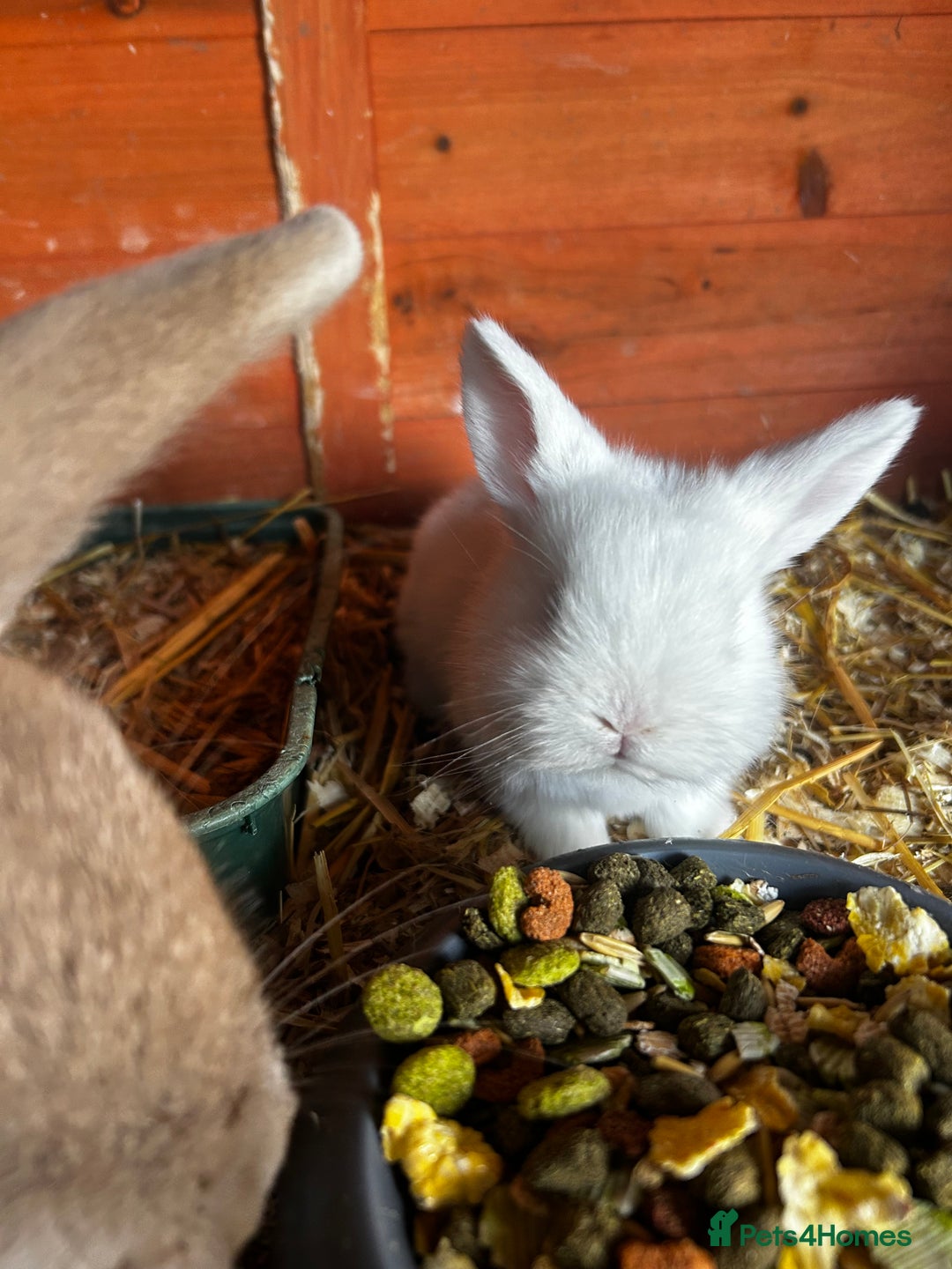 Mixed Breed rabbits for sale: Mini lop x lop - Advert 4