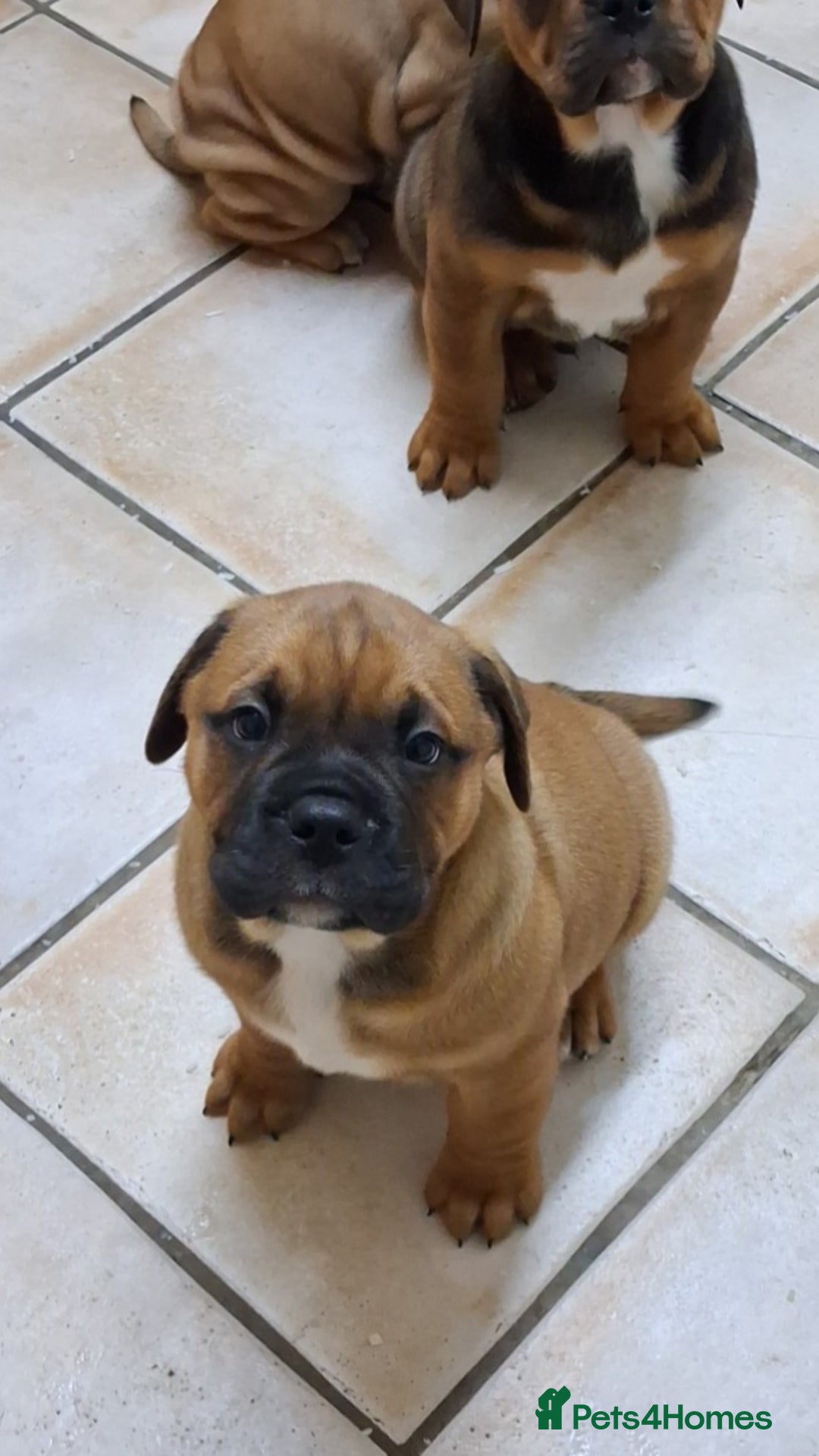 English Bulldog dogs for sale: Beautiful bulldog x rotty mastiff - Advert 6