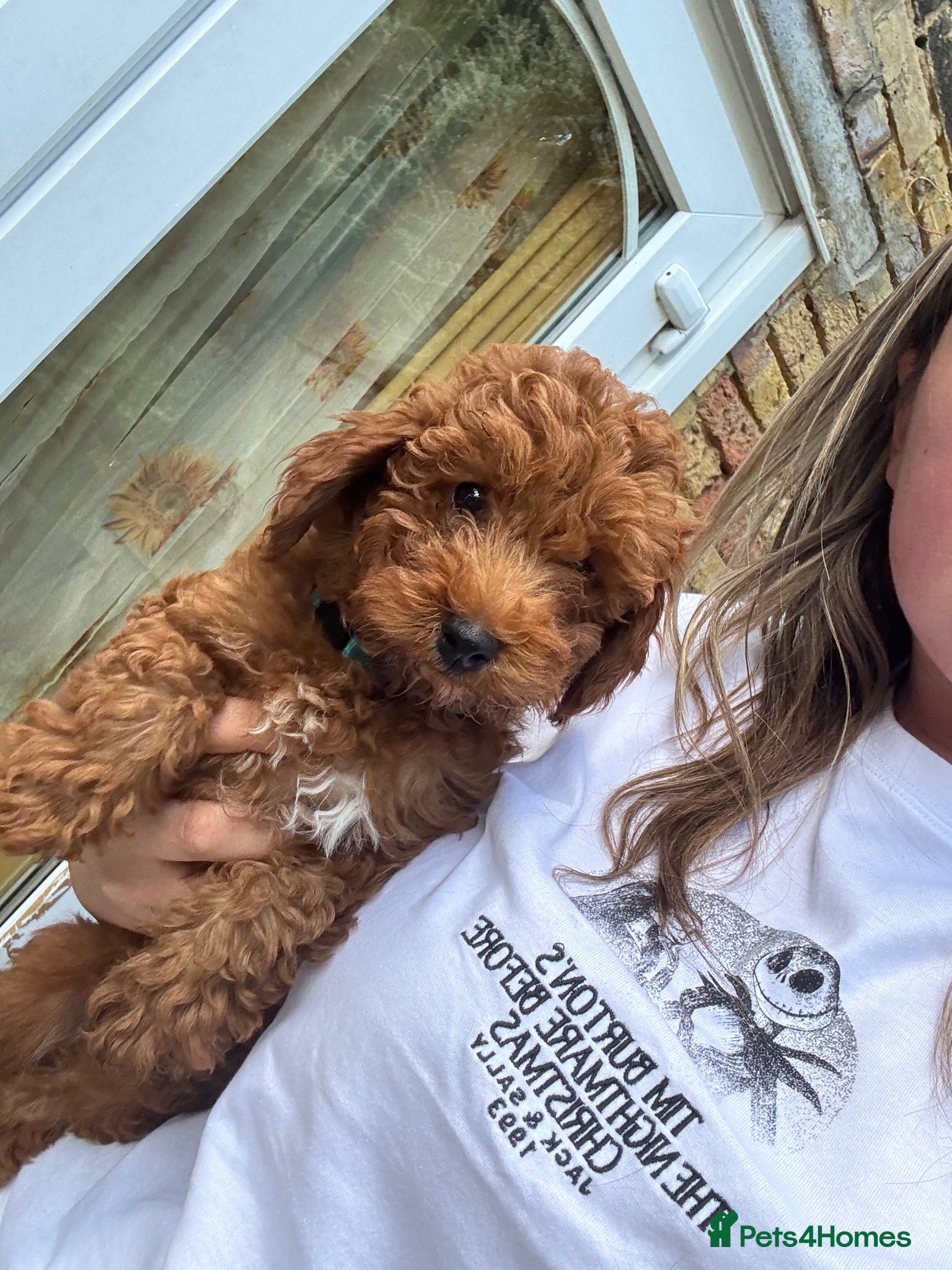Toy Poodle dogs •HEALTH TESTED PARENTS •READY NOW  - Advert 7