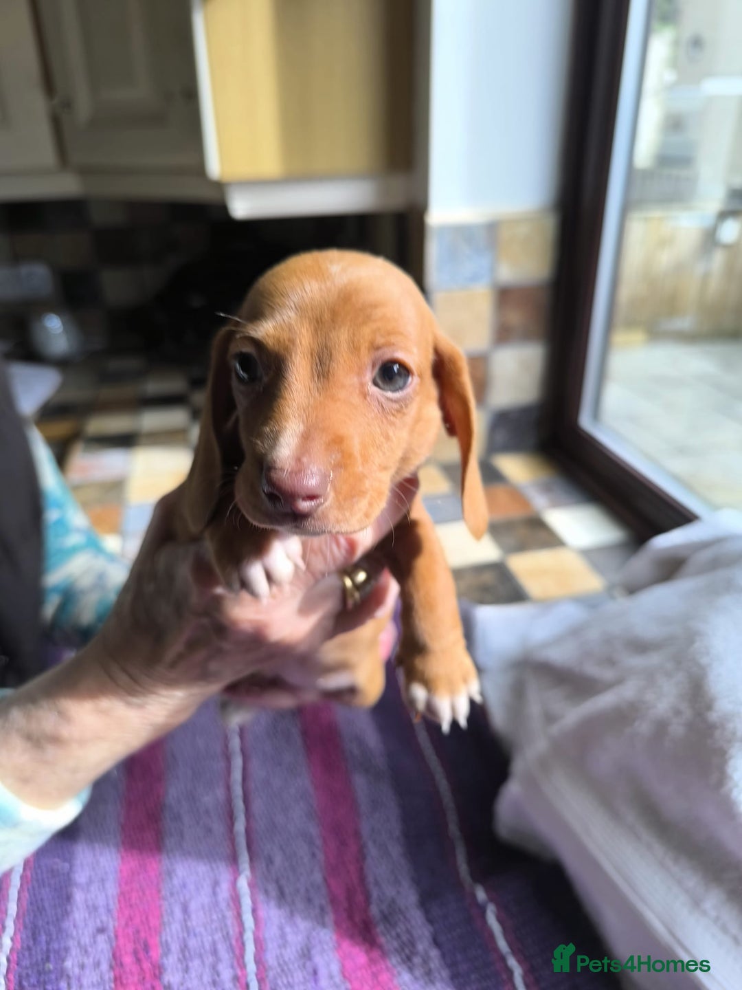 Miniature Dachshund dogs for sale: Superb Miniature KC reg Dachshund puppies - Image 25