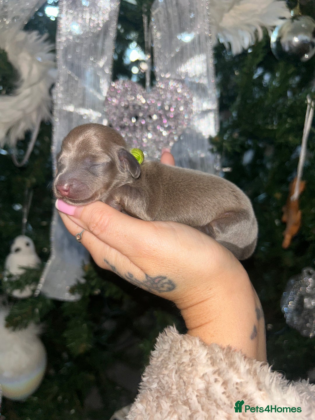 Miniature Dachshund dogs for sale: Tiny Kaninchen dachshunds  - Advert 11