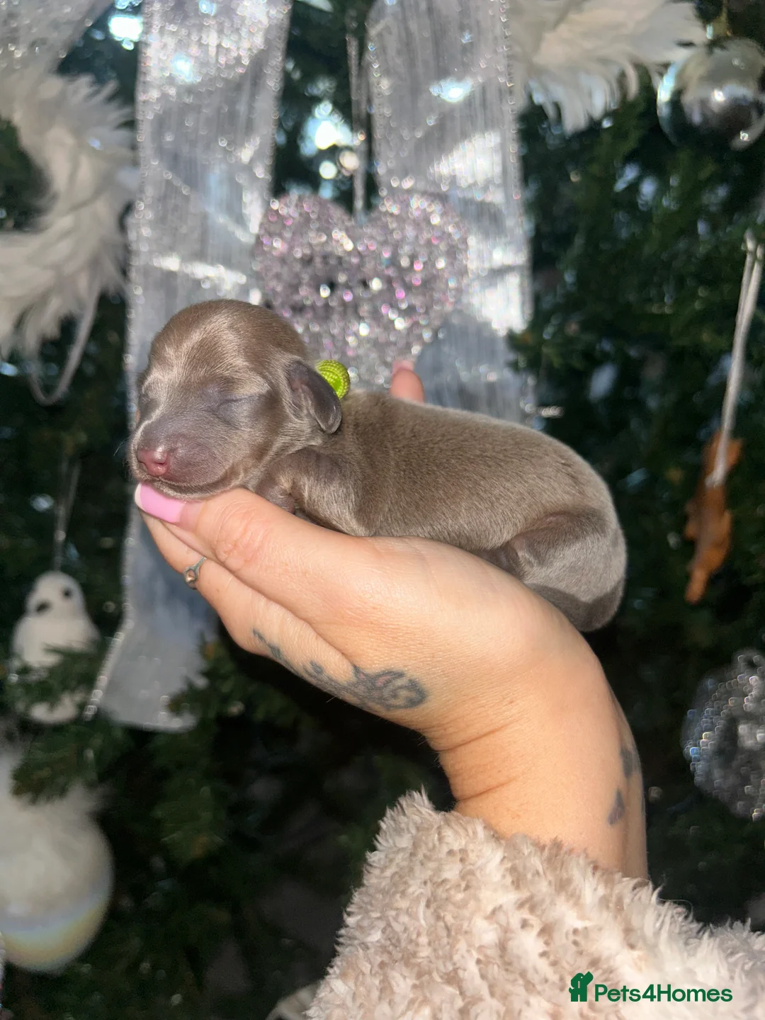 Miniature Dachshund dogs for sale: Tiny Kaninchen dachshunds  - Advert 11