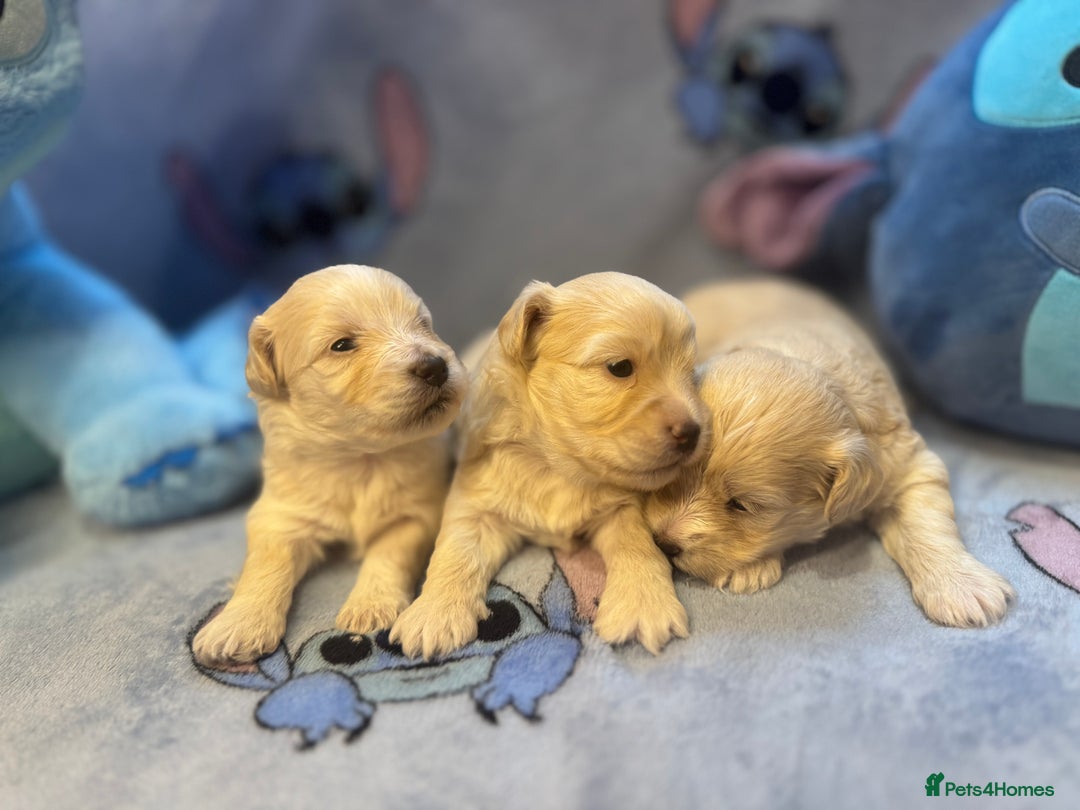 Maltipoo dogs for sale: Fluffballs of Joy 🐾💛 ready to melt your heart! - Image 18