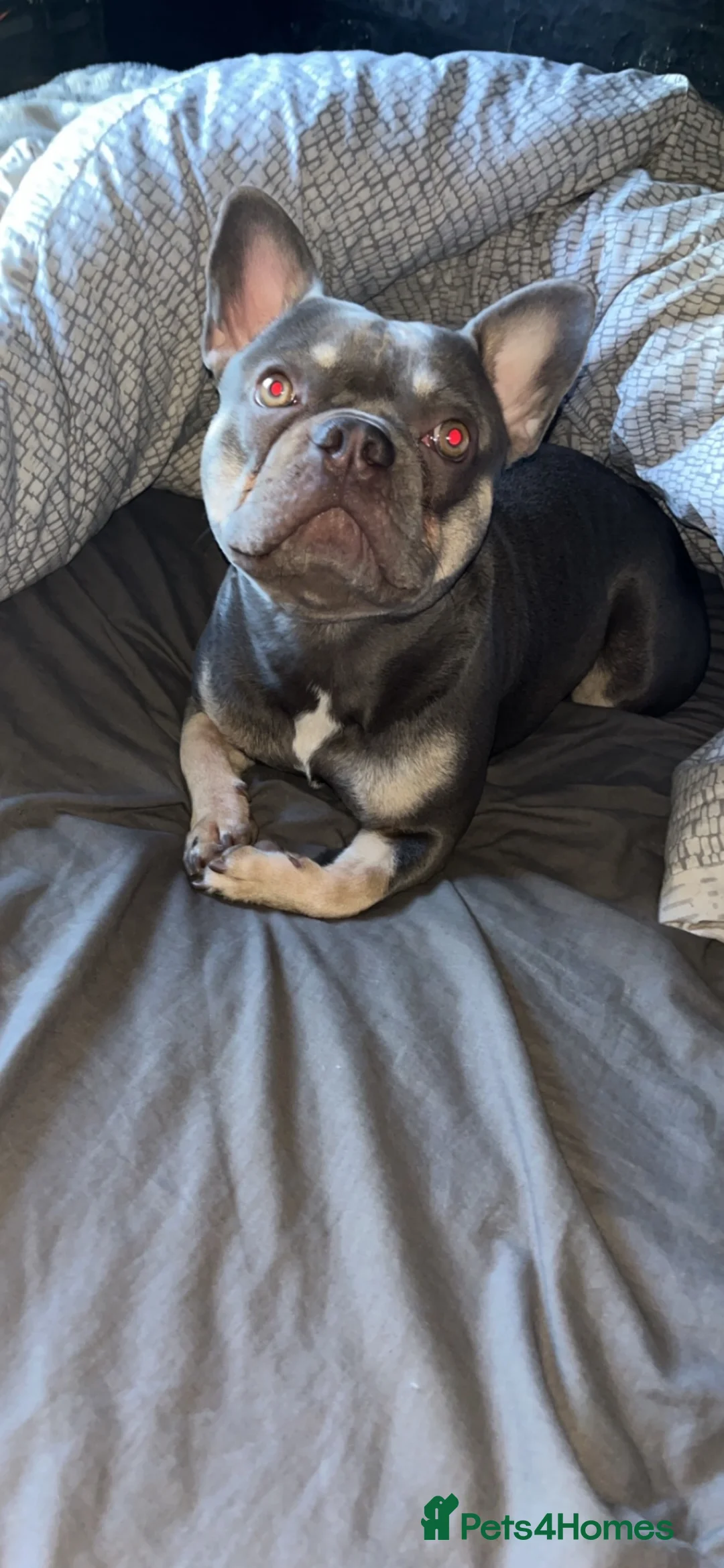 French Bulldog dogs for sale: Male French bulldog in Prenton - Advert 3