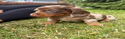 Miniature Dachshund dogs for sale: Short haired dachshunds  - Advert 3