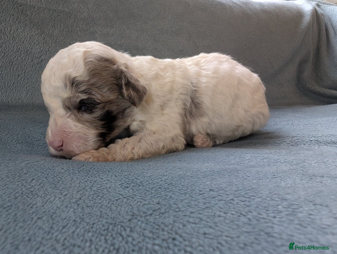 Miniature Poodle dogs for sale: Stunning Miniature poodles parti/merle - Image 17