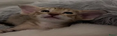 Siamese Kitten 5