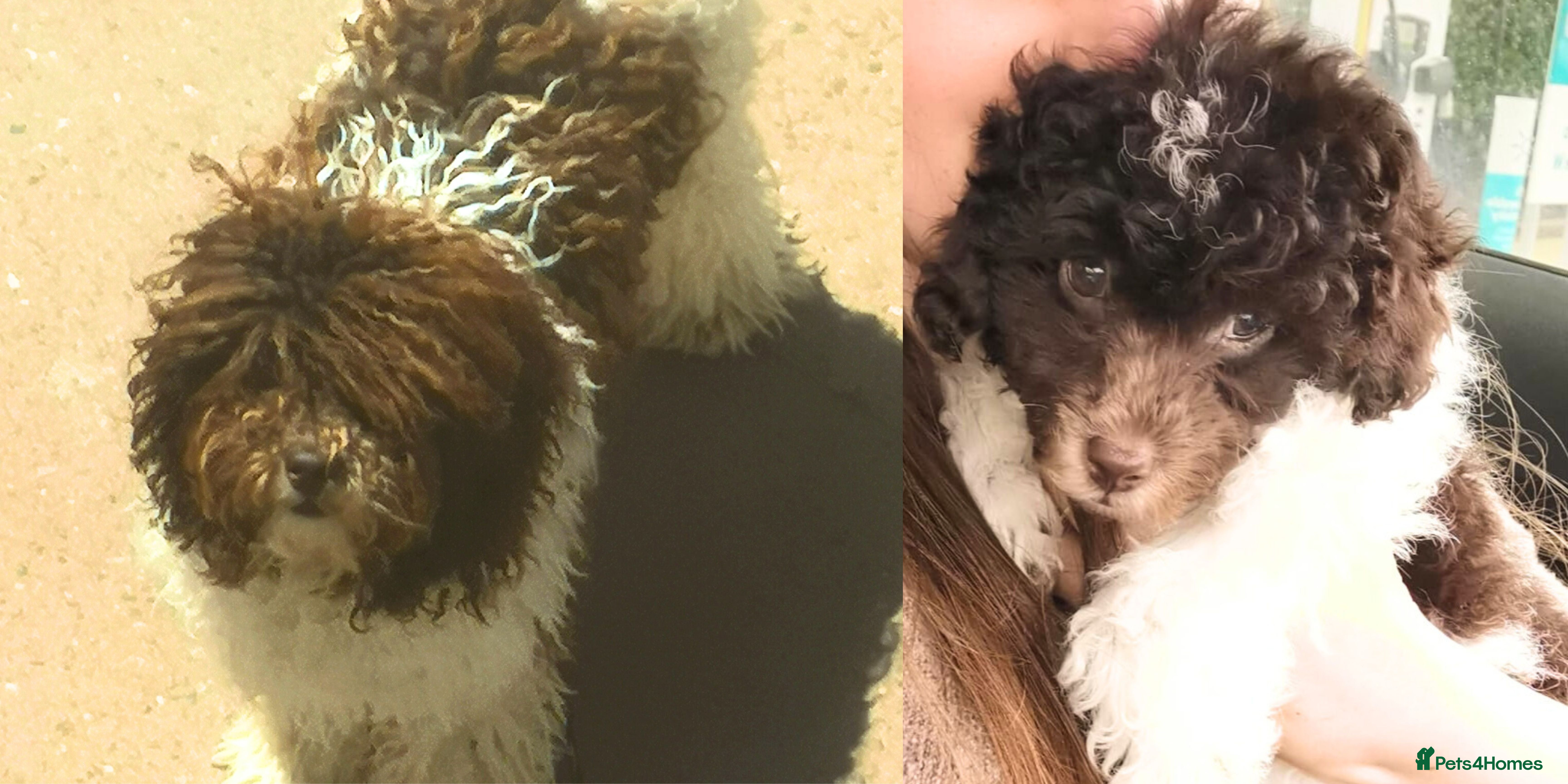 Miniature Poodle dogs Chocolate Parti Poodle. Toy/Small Miniature stud in Pershore - Advert 3