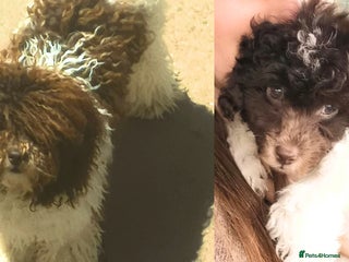 Miniature Poodle dogs in Pershore - Advert 16