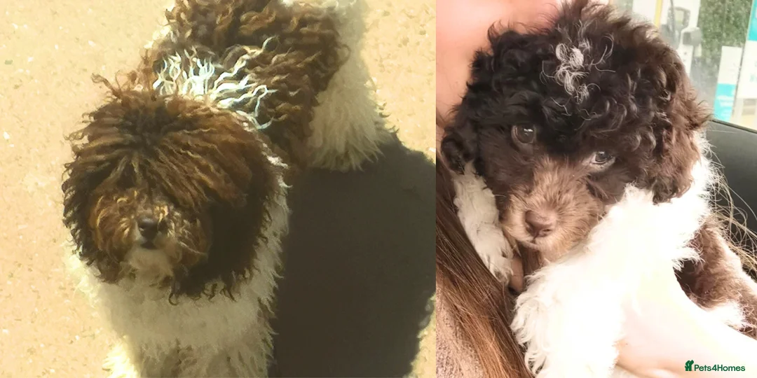 Miniature Poodle dogs for stud: Chocolate Parti Poodle. Toy/Small Miniature stud in Pershore - Advert 1