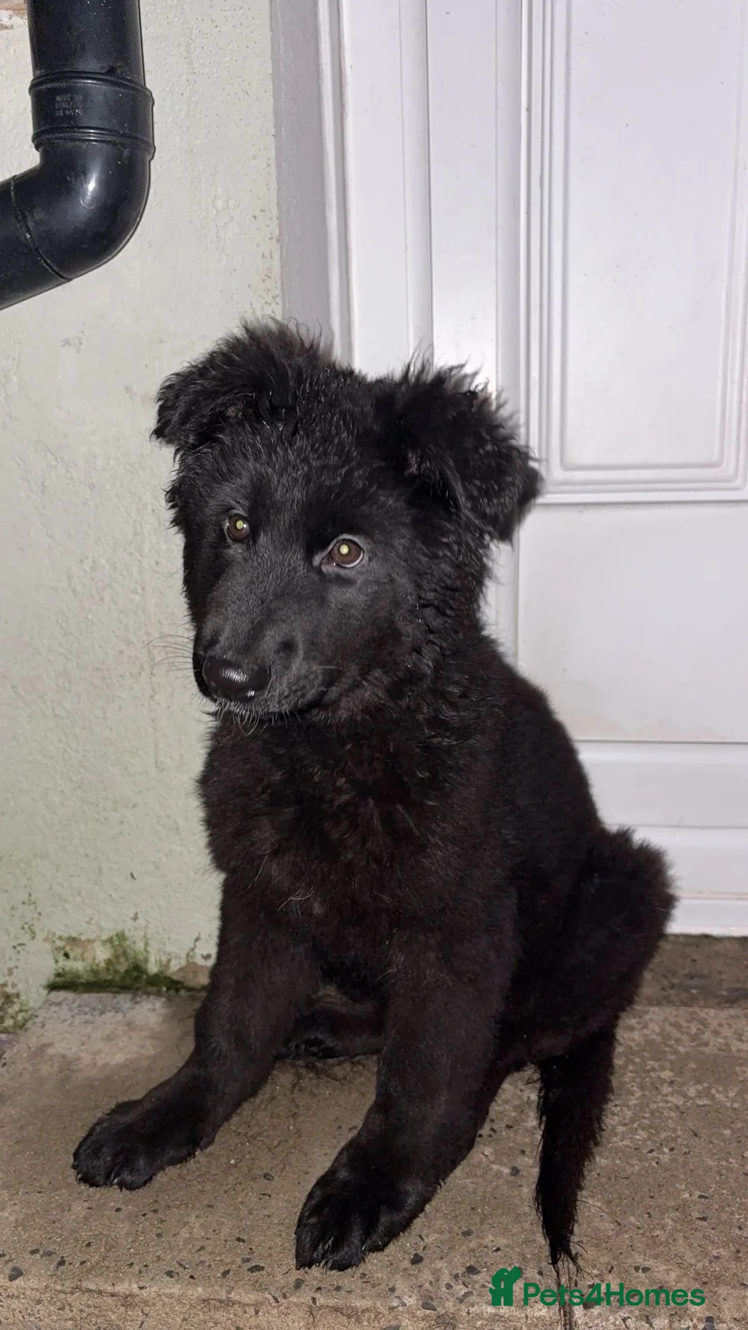 German Shepherd dogs for sale: 1 Purebred black GSD puppy - Advert 4