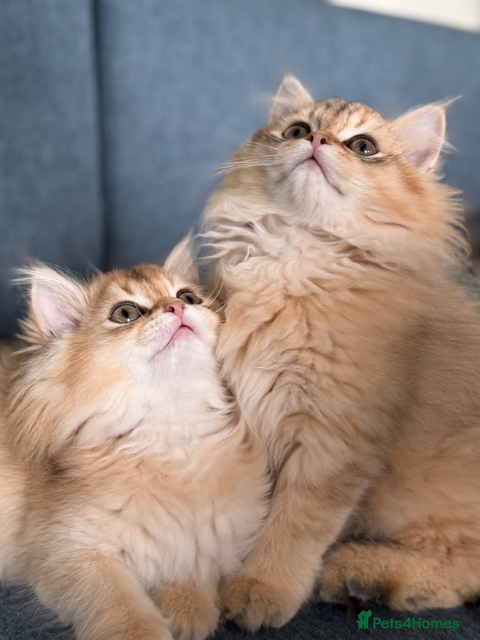 British Longhair cats British longhair golden kittens TICA - Advert 4