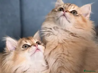 British Longhair cats British longhair golden kittens TICA - Advert 4