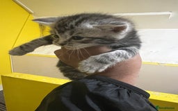 British Shorthair cats for sale: British short hair kittens looking forever home  - Image 9