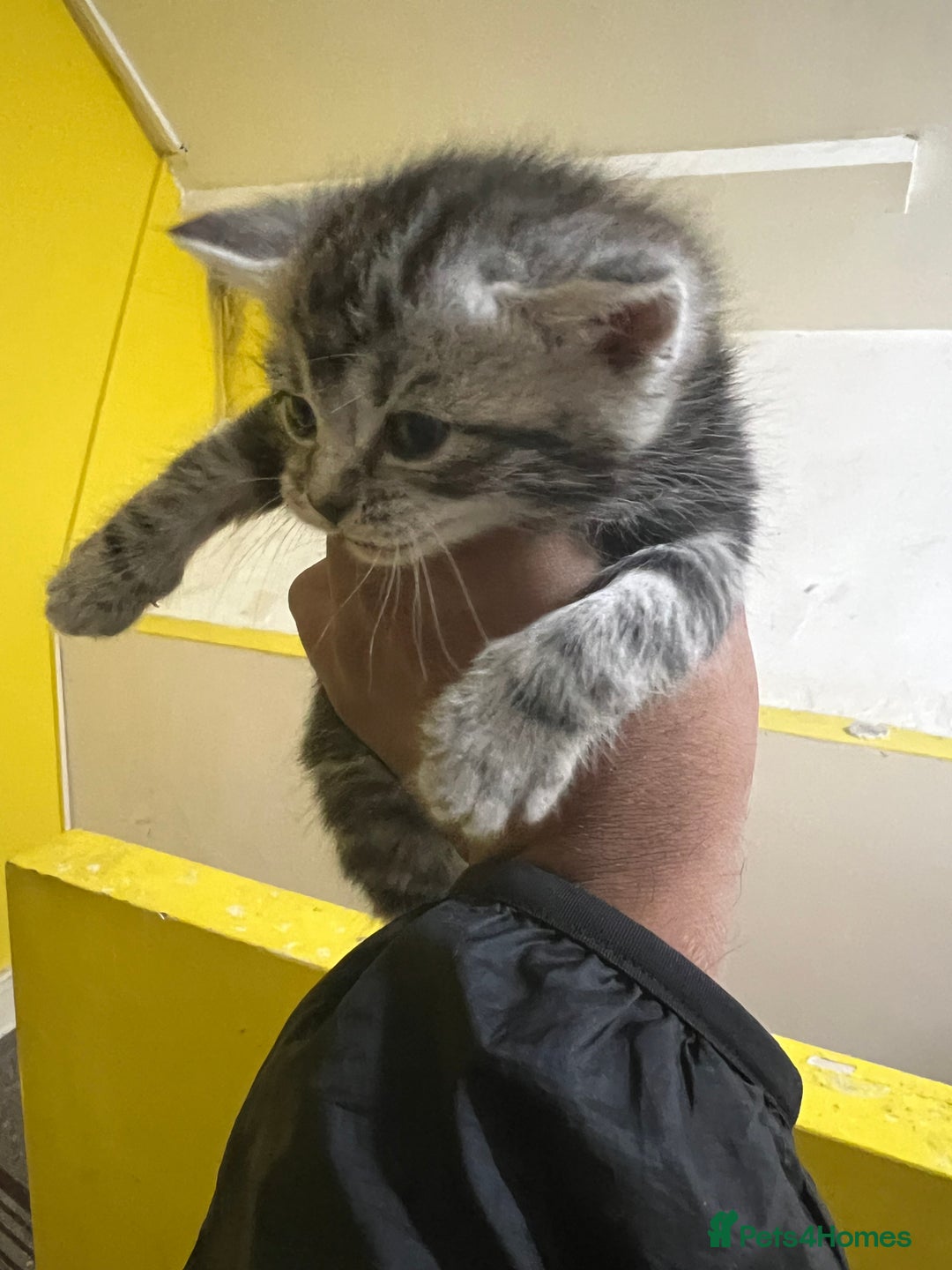 British Shorthair cats for sale: British short hair kittens looking forever home  - Image 9