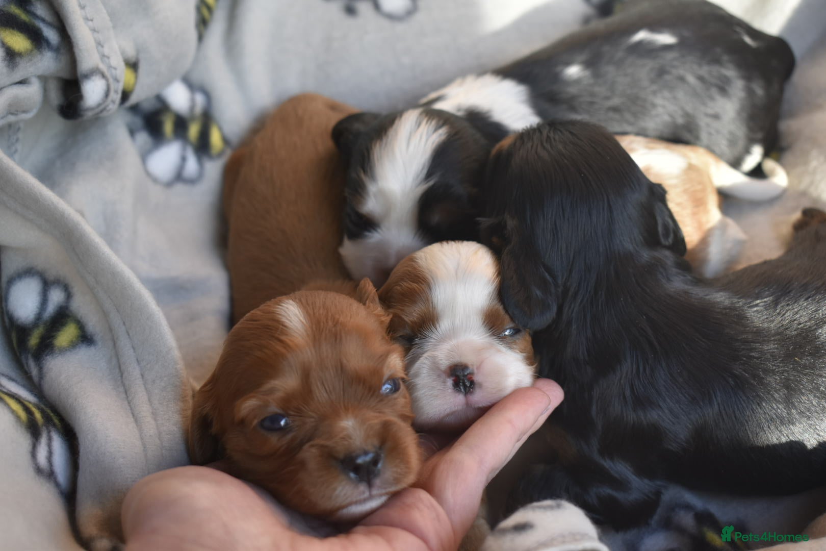Cavalier King Charles Spaniel dogs FULLY HEALTH TESTED KC CAVALIERS PUPPIES - Advert 3