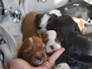 Cavalier King Charles Spaniel dogs FULLY HEALTH TESTED KC CAVALIERS PUPPIES - Advert 3