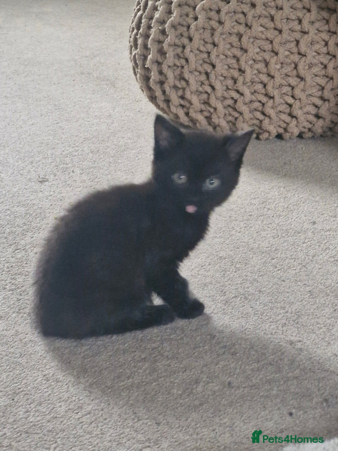 Mixed Breed cats for sale: 🐾Adorable kittens for sale  - Advert 8