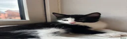 Mixed Breed cats for sale: lovely siblings male and female - Advert 7