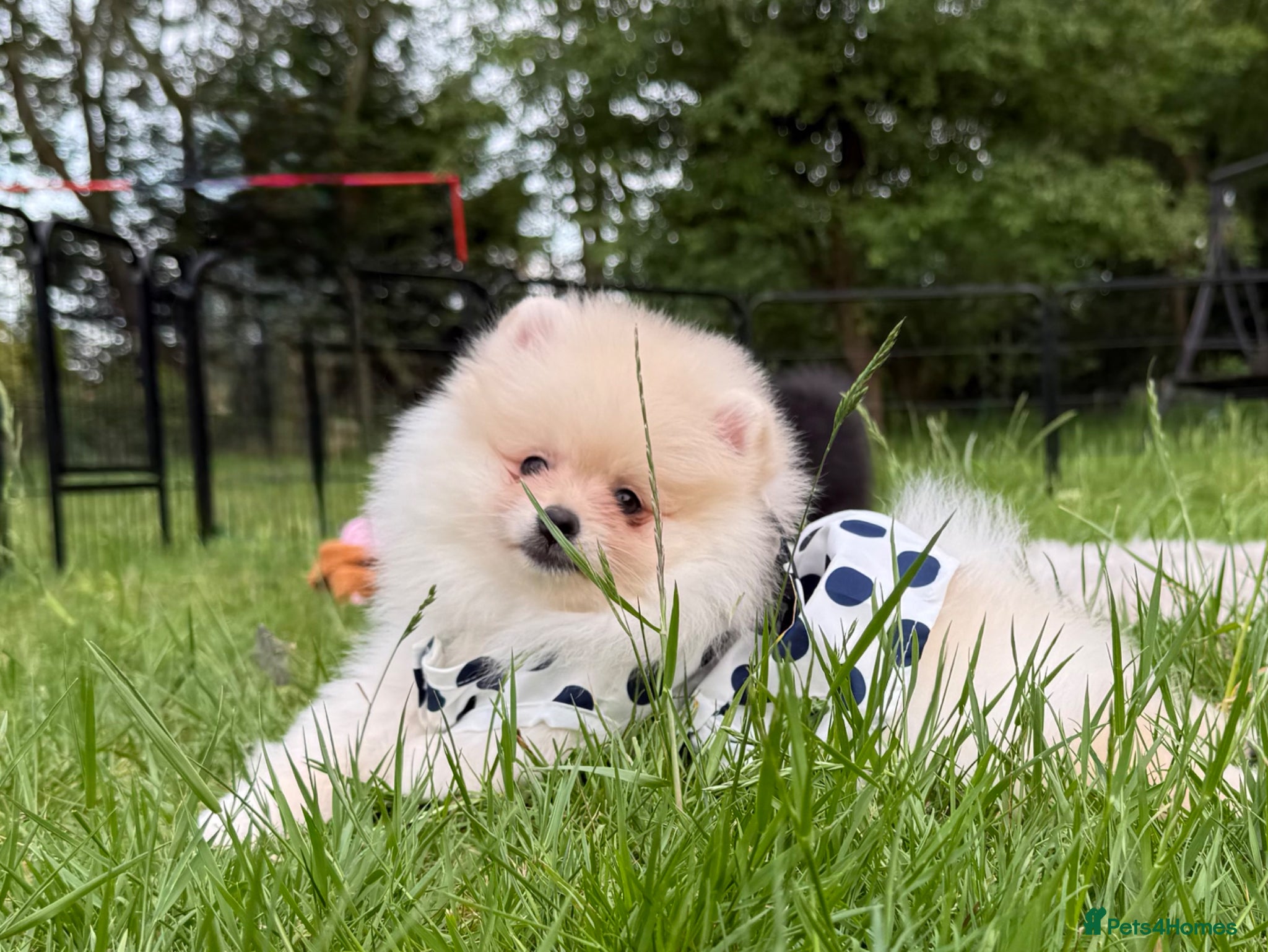 Pomeranian dogs for sale:  Rare colour Russian line Teddy Bear Pom Puppies ✨ - Advert 7