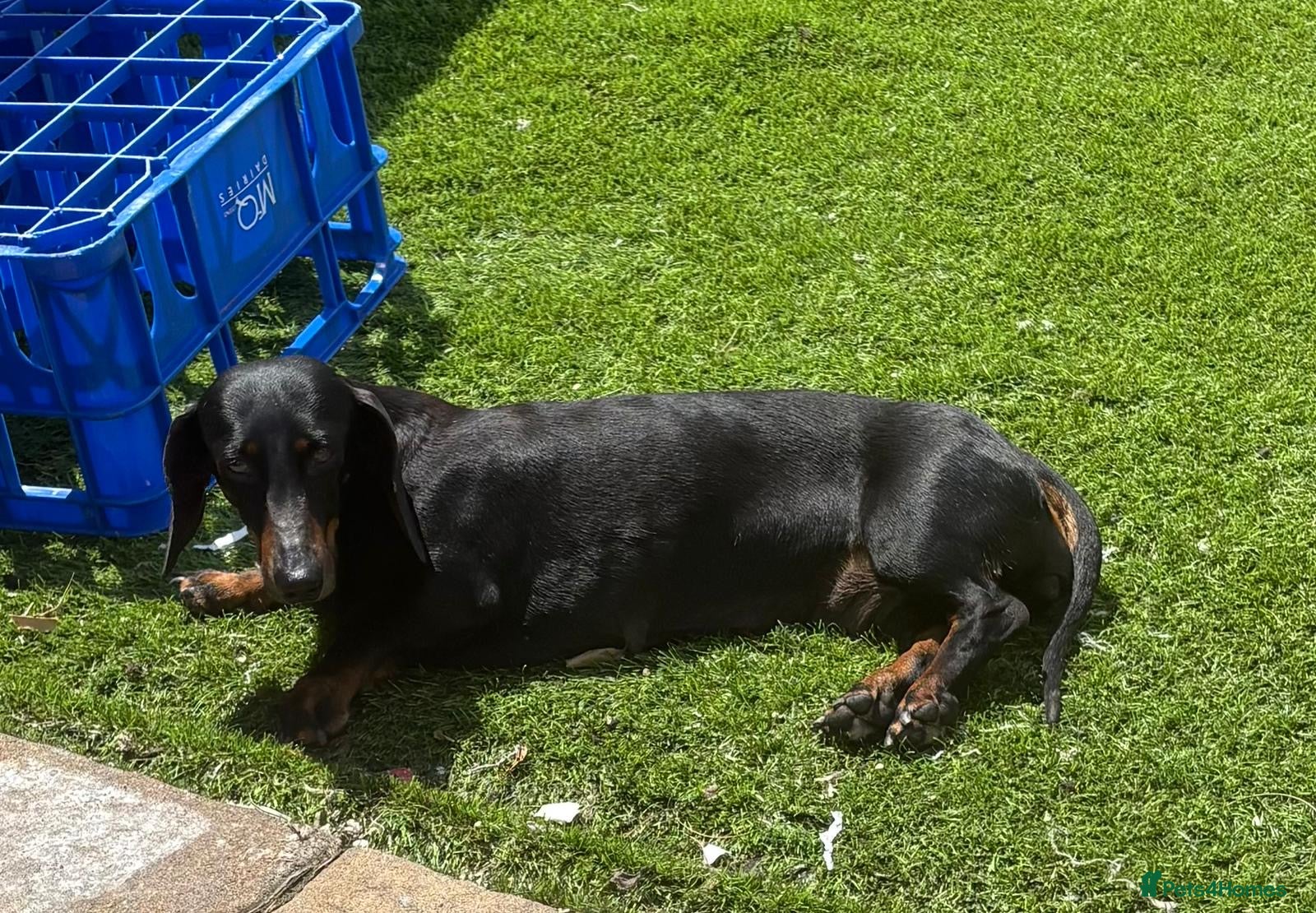 Dachshund dogs Dachshund for sale  - Advert 4