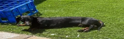 Dachshund dogs for sale: Dachshund for sale  in Edinburgh - Advert 1