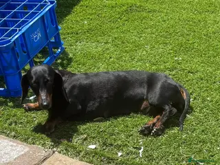 Dachshund dogs Dachshund for sale - Advert 17