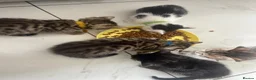 Bengal cats for sale: beautiful litter ready to leave 21st may - Advert 3