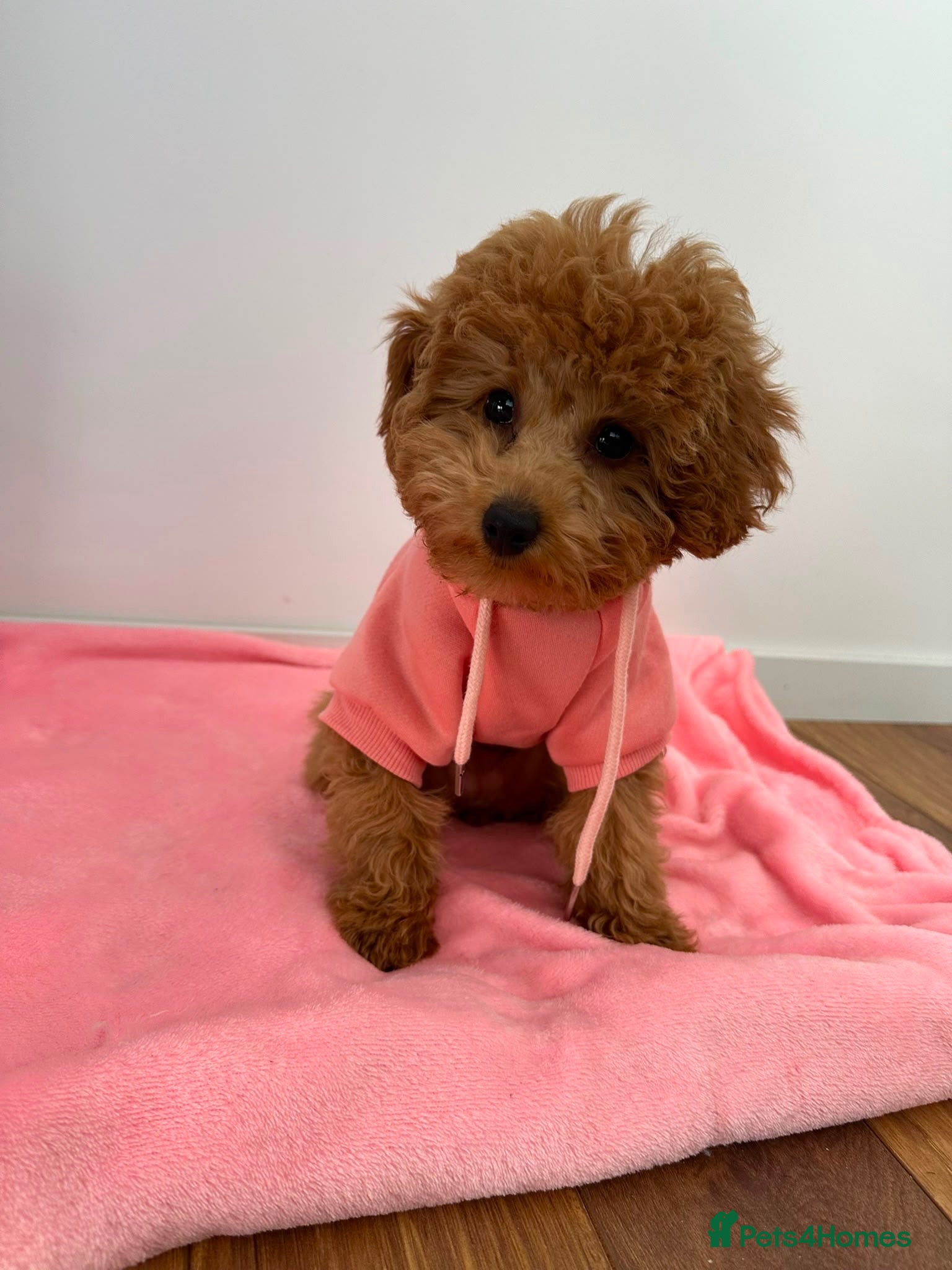 Toy Poodle dogs Beautiful 10 month Toy Poodle looking for new Home - Advert 4