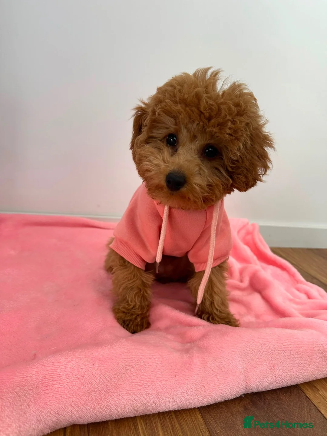 Toy Poodle dogs for sale: Beautiful 10 month Toy Poodle looking for new Home - Advert 1