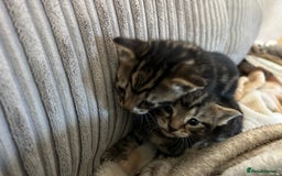 Bengal cats for sale: 3 Bengal mix kittens  - Image 8