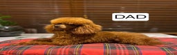 Cavapoo dogs for sale: Health tested red cavapoo puppies - Advert 2