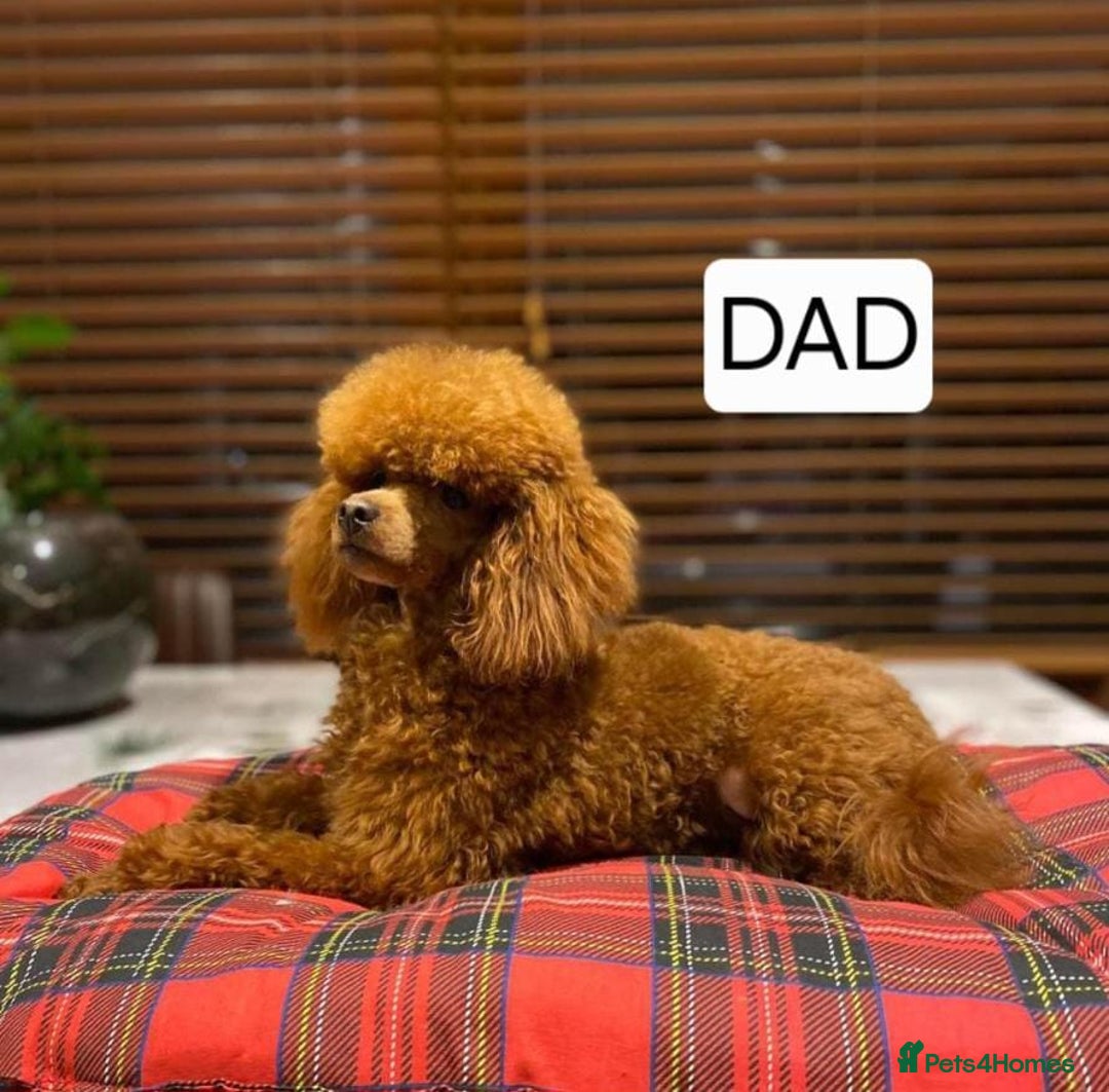 Cavapoo dogs for sale: Health tested red cavapoo puppies - Advert 2