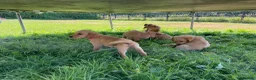 Labrador Retriever dogs for sale: 6 Labrador puppies  - Advert 9