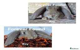 French Lop rabbits for sale: AtoB Lop Heaven - Image 7