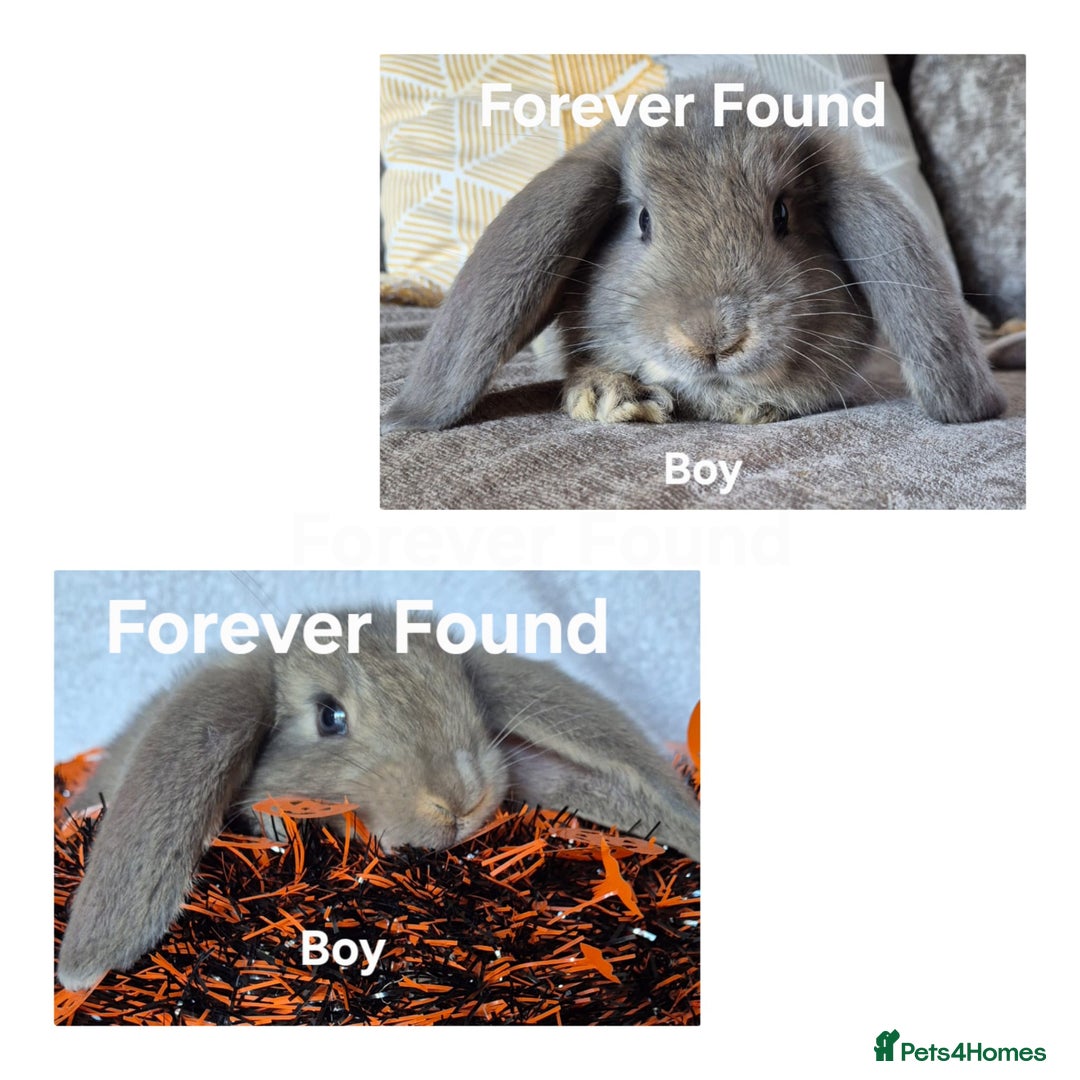 French Lop rabbits for sale: AtoB Lop Heaven - Image 7