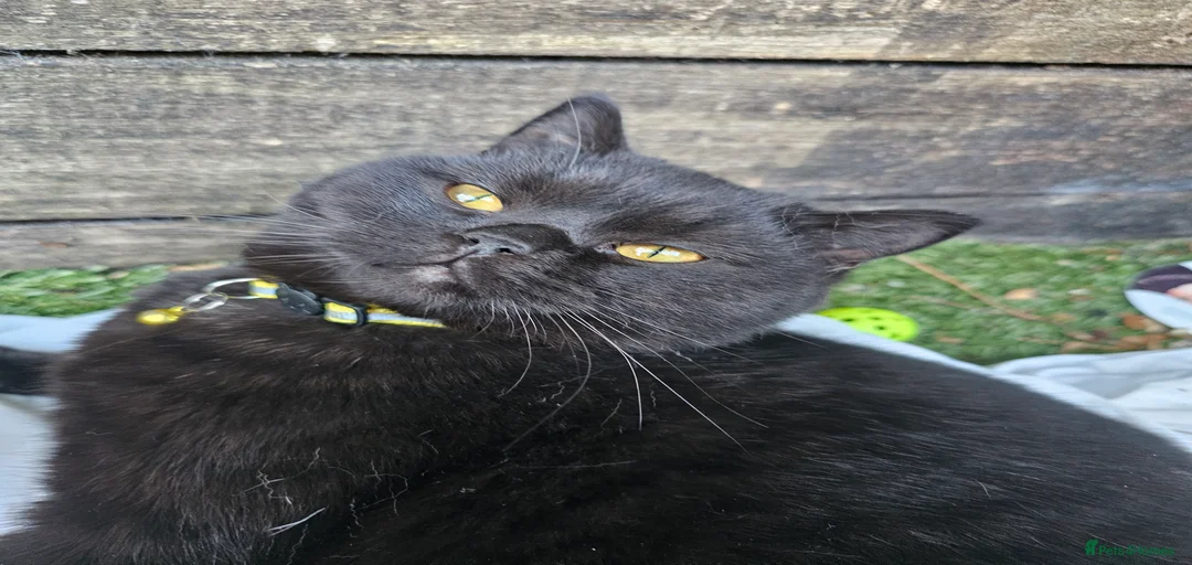 Gallery Image {{count}}