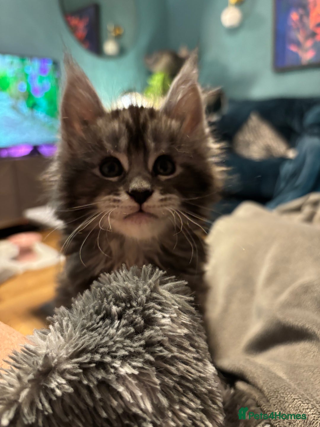 Maine Coon cats for sale: Pedigree registered Maine Coon - Advert 9