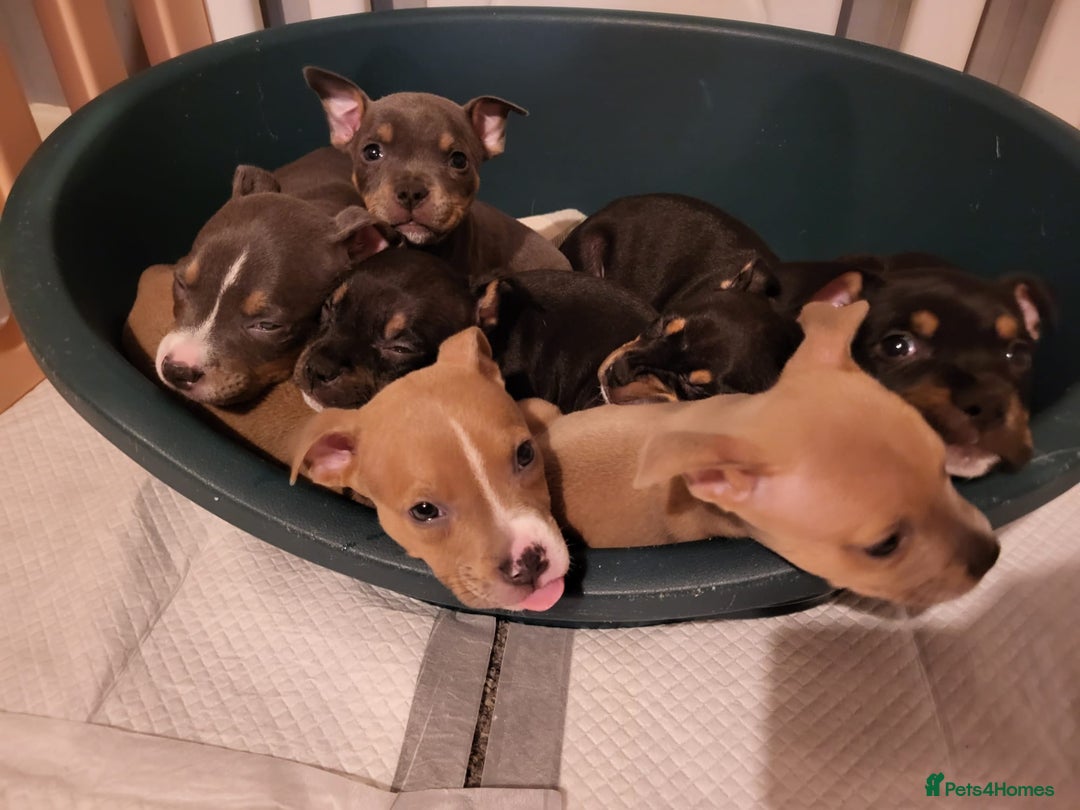 Mixed Breed dogs for sale: Staffordshire Bull Terrier Puppies-Female and Male in Bridgwater - Image 7