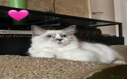 Ragdoll cats for sale: Ragdoll kittens one girl available  - Image 7