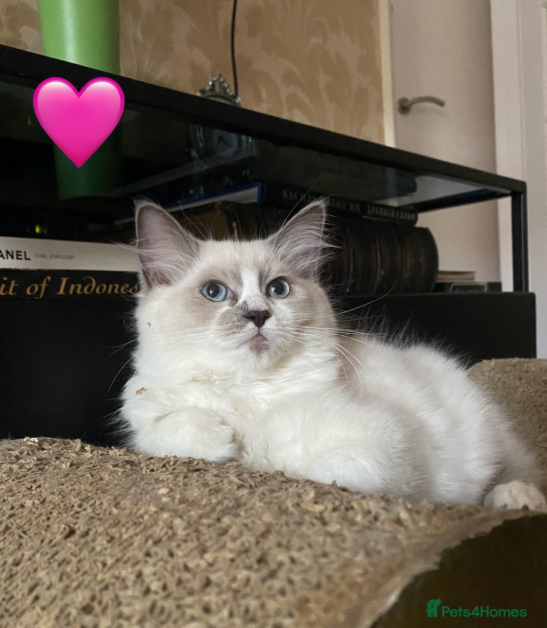 Ragdoll cats for sale: Ragdoll kittens one girl available  - Image 7