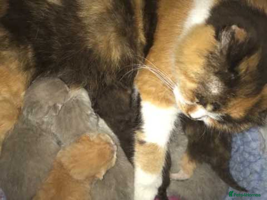 British Shorthair cats for sale: Blue/Lilac/Bicolour & Tortie Full Pedigree Reg BSH - Image 19