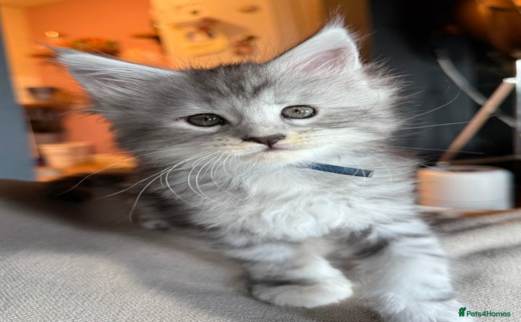 Maine Coon cats - Advert 15